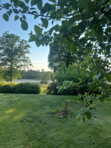 Garden in the summer